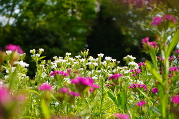 花壇の花　満開　春　咲く