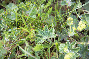 Leaves of grass and forest plants with drops of morning dew. The view from the top. Background, texture.