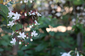 White flowers with bokeh and blur green background.