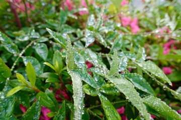 dew on a grass