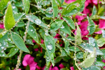 水玉　水滴　雨
