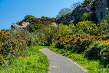 Fototapeta na wymiar Empty footpath on Dalkey Hill, Dublin, Ireland, through yellow gorse and bordered by sheer cliffs.