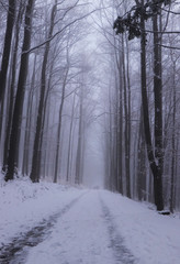 Freak of nature. Road in the fog. The trees along the path create a clent, which is very cramped and dangerous. Small people against huge deciduous trees covered with snow enclosed in fog