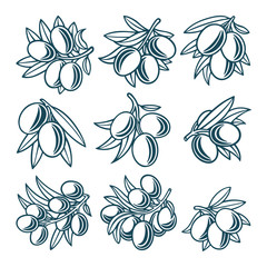 Olive. Olive hand drawn vector illustrations set. Part of set.