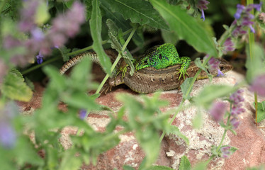 Eidechse bei der Paarung