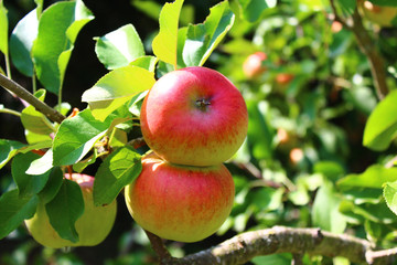 Reife Äpfel am Apfelbaum