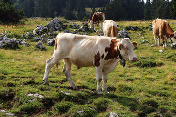 Brown and white cow with a beautiful golden bell around its neck grazes on alpine meadows in Austria along with its herd. Natural environment. Organic milk. Quality. Organic animal husbandry
