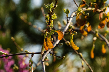 Acer maple saccharin branch with of yellow seeds on blurry dark background. Selective focus. Young seeds on maple branches of Acer saccharinum without leaves. Spring day. Nature concept for design.