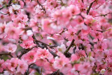 Blooming sakura tree in Japan