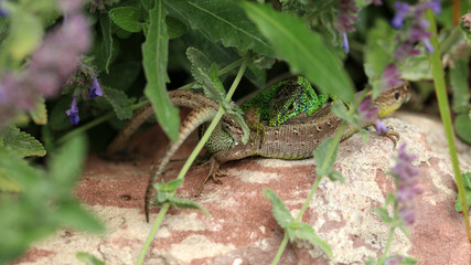 Eidechse bei der Paarung