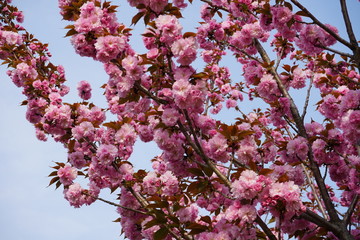 八重桜　桜　春　花