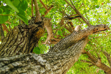 Twisted tree trunk with marks of strangulation