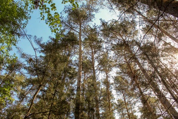 Massive pine forest.