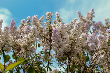 White lilac against a clear sky.