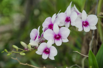 Fototapeta na wymiar Beautiful violet and white orchid flowers