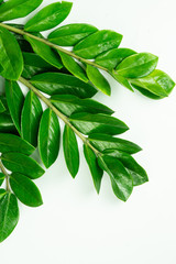 flat lay, creative, zamiifolia, background, plant, style, jungle, frame, forest, houseplant, idea, summer, minimal, botanic, pot, design, organic, cultivated, art, green, nature, texture, banner, leaf