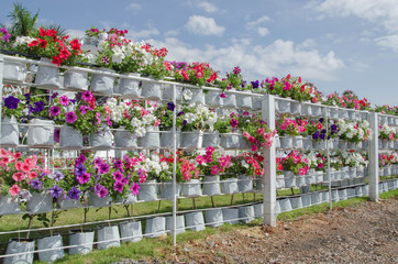 Morning glory flower bags on white fence