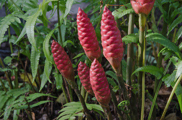 Red shampoo ginger fruits in a garden