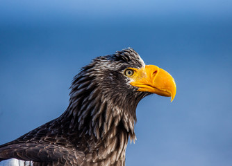 Portrait of Steller's sea eagle close up. Japan. Hokkaido. Shiretoko Peninsula. Shiretoko National Park