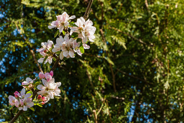 White and pink flowers on branch of an apple tree on background of evergreens. Selective focus. Close-up. Spring theme for any design.