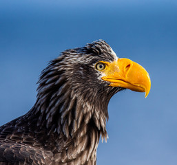 Portrait of Steller's sea eagle close up. Japan. Hokkaido. Shiretoko Peninsula. Shiretoko National Park
