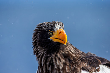 Portrait of Steller's sea eagle close up. Japan. Hokkaido. Shiretoko Peninsula. Shiretoko National Park