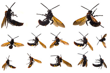 A large wasp on a white background in different angles and positions, a dangerous poisonous insect on a white background, a large winged insect