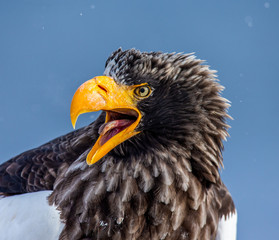 Portrait of Steller's sea eagle close up. Japan. Hokkaido. Shiretoko Peninsula. Shiretoko National Park