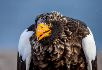 Portrait of Steller's sea eagle close up. Japan. Hokkaido. Shiretoko Peninsula. Shiretoko National Park