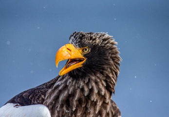 Portrait of Steller's sea eagle close up. Japan. Hokkaido. Shiretoko Peninsula. Shiretoko National Park