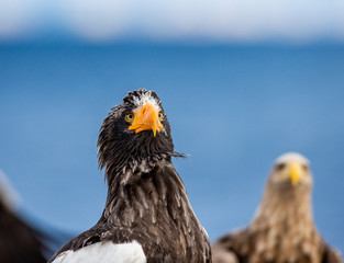 Portrait of Steller's sea eagle close up. Japan. Hokkaido. Shiretoko Peninsula. Shiretoko National Park