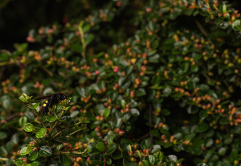 Macro photos of a rare scolia wasp listed in the red book in its natural habitat, a wasp sitting on a barberry branch
