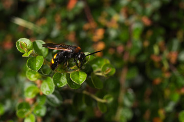 Macro photos of a rare scolia wasp listed in the red book in its natural habitat, a wasp sitting on a barberry branch