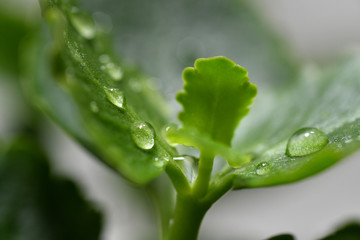 drop on a leaf, drop, droplets, green sheets, flower, flowers, green flowers, green background,
