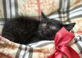 little black kitten gift with bow