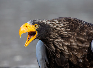 Portrait of Steller's sea eagle close up. Japan. Hokkaido. Shiretoko Peninsula. Shiretoko National Park