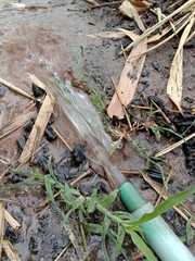 Water flows from the hose to the ground in garden