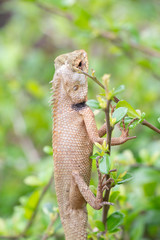 Small lizard