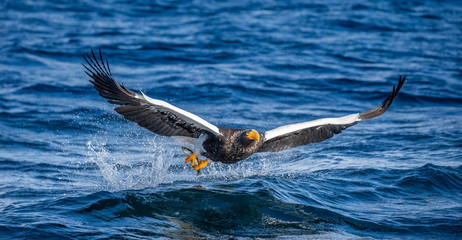 Steller's sea eagle in flight on a background of the sea with prey in its paws. Japan. Hokkaido. Shiretoko Peninsula. Shiretoko National Park