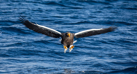 Steller's sea eagle at the time of the attack on the fish on the background of blue sea. Japan. Hokkaido. Shiretoko Peninsula. Shiretoko National Park