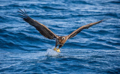 Steller's sea eagle at the time of the attack on the fish on the background of blue sea. Japan. Hokkaido. Shiretoko Peninsula. Shiretoko National Park