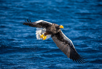 Steller's sea eagle in flight on a background of the sea with prey in its paws. Japan. Hokkaido. Shiretoko Peninsula. Shiretoko National Park
