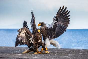 Group of the Steller's sea eagles and White-tailed eagles on the pier in the port are fighting each other over prey. Japan. Hokkaido. Shiretoko Peninsula. Shiretoko National Park
