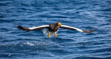 Steller's sea eagle in flight on a background of the sea with prey in its paws. Japan. Hokkaido. Shiretoko Peninsula. Shiretoko National Park