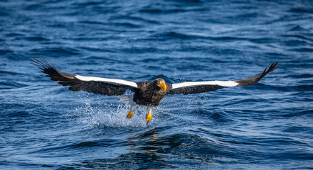 Steller's sea eagle in flight on a background of the sea with prey in its paws. Japan. Hokkaido. Shiretoko Peninsula. Shiretoko National Park