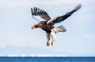 Steller's sea eagle in flight on background blue sky. Japan. Hokkaido. Shiretoko Peninsula. Shiretoko National Park