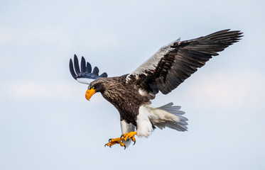 Steller's sea eagle in flight on background blue sky. Japan. Hokkaido. Shiretoko Peninsula. Shiretoko National Park