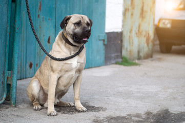 A big bullmastiff dog is sitting near the fence. Pets. flare