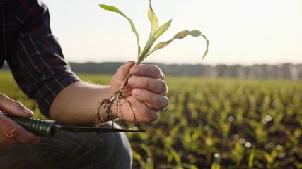 Farmer on the field examines corn sprouts in spring. A man holds sprouts of corn in his hand