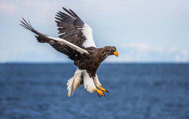 Steller's sea eagle in flight on background blue sky and blue sea. Japan. Hokkaido. Shiretoko Peninsula. Shiretoko National Park